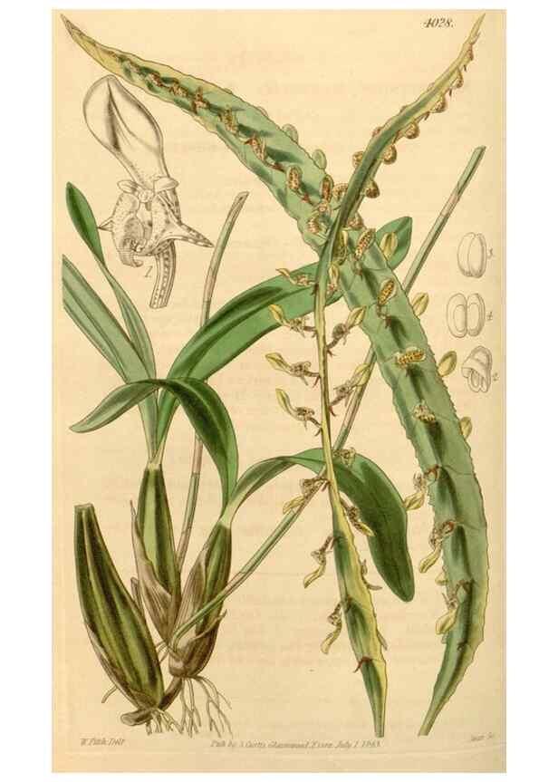 Reproducción/Reproduction 34441182313: Curtis's botanical magazine.. London ; New York [etc.] :Academic Press [etc.]