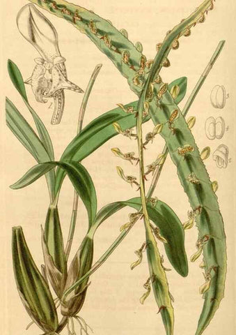 Reproducción/Reproduction 34441182313: Curtis's botanical magazine.. London ; New York [etc.] :Academic Press [etc.]