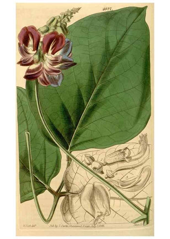 Reproducción/Reproduction 34863097880: Curtis's botanical magazine.. London ; New York [etc.] :Academic Press [etc.]