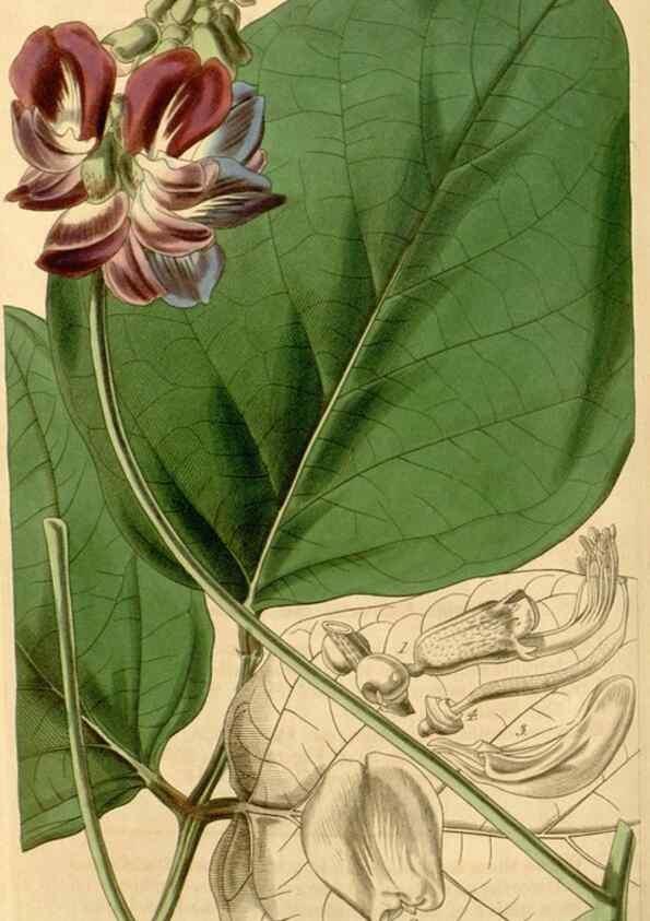 Reproducción/Reproduction 34863097880: Curtis's botanical magazine.. London ; New York [etc.] :Academic Press [etc.]