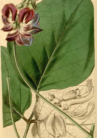 Reproducción/Reproduction 34863097880: Curtis's botanical magazine.. London ; New York [etc.] :Academic Press [etc.]