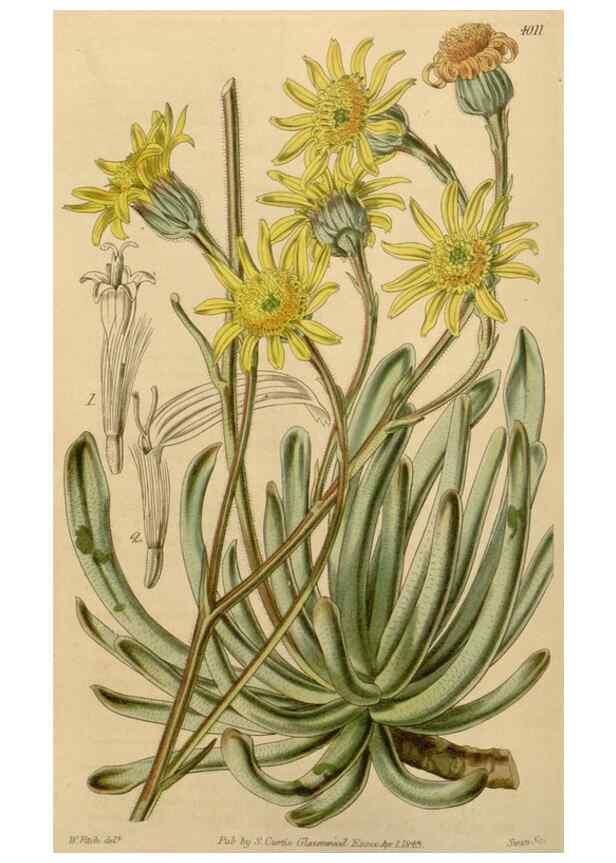 Reproducción/Reproduction 34863066570: Curtis's botanical magazine.. London ; New York [etc.] :Academic Press [etc.]