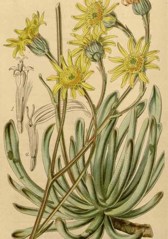Reproducción/Reproduction 34863066570: Curtis's botanical magazine.. London ; New York [etc.] :Academic Press [etc.]