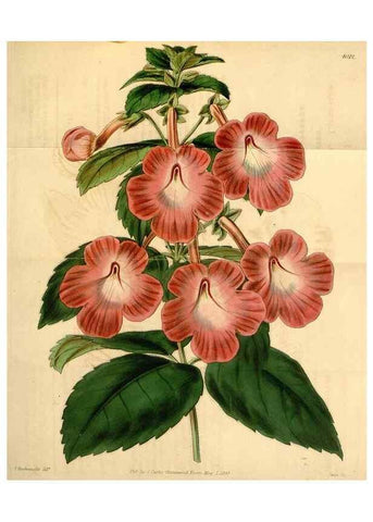 Reproducción/Reproduction 34863068790: Curtis's botanical magazine.. London ; New York [etc.] :Academic Press [etc.]