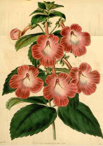 Reproducción/Reproduction 34863068790: Curtis's botanical magazine.. London ; New York [etc.] :Academic Press [etc.]