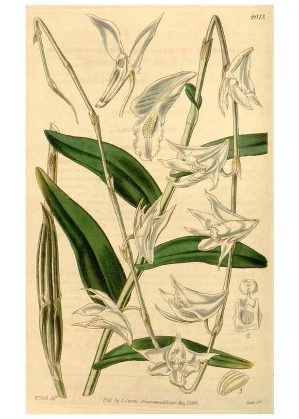 Reproducción/Reproduction 35210230946: Curtis's botanical magazine.. London ; New York [etc.] :Academic Press [etc.]