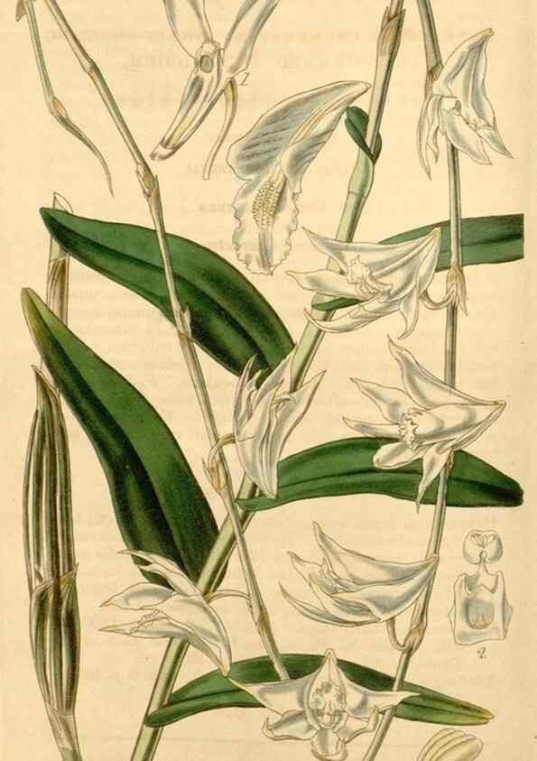 Reproducción/Reproduction 35210230946: Curtis's botanical magazine.. London ; New York [etc.] :Academic Press [etc.]