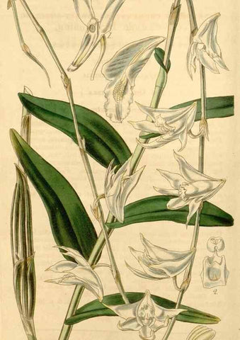 Reproducción/Reproduction 35210230946: Curtis's botanical magazine.. London ; New York [etc.] :Academic Press [etc.]