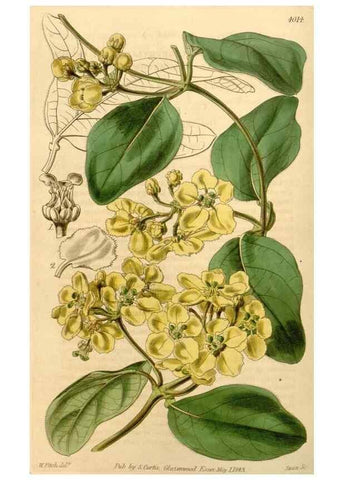 Reproducción/Reproduction 35210233246: Curtis's botanical magazine.. London ; New York [etc.] :Academic Press [etc.]