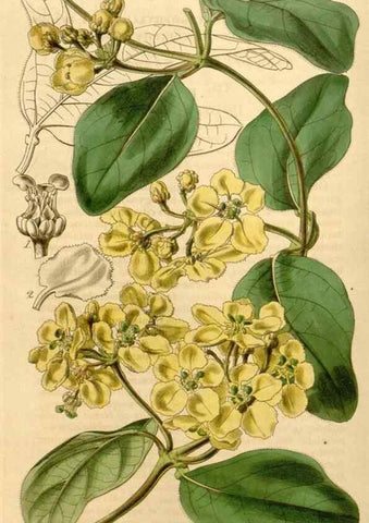Reproducción/Reproduction 35210233246: Curtis's botanical magazine.. London ; New York [etc.] :Academic Press [etc.]