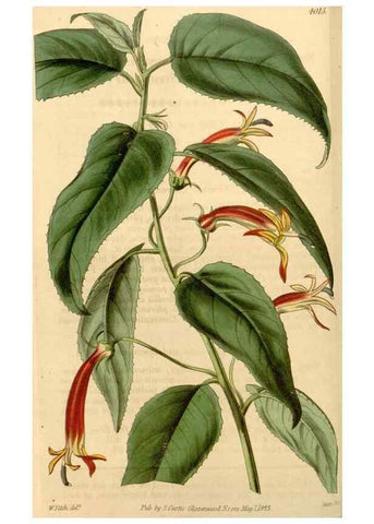 Reproducción/Reproduction 35210236656: Curtis's botanical magazine.. London ; New York [etc.] :Academic Press [etc.]