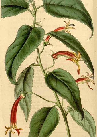 Reproducción/Reproduction 35210236656: Curtis's botanical magazine.. London ; New York [etc.] :Academic Press [etc.]