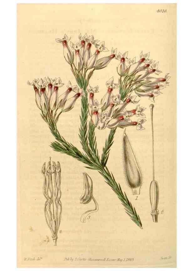 Reproducción/Reproduction 35210239236: Curtis's botanical magazine.. London ; New York [etc.] :Academic Press [etc.]