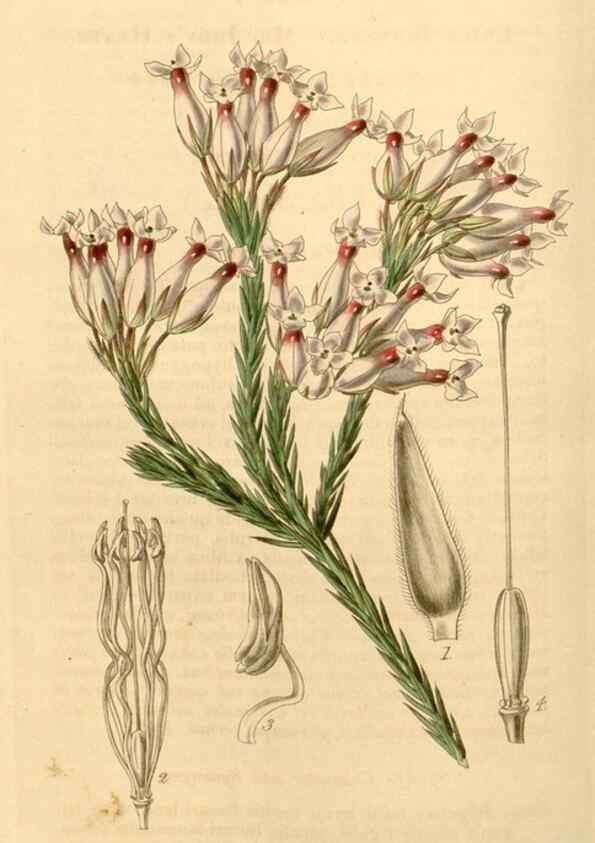 Reproducción/Reproduction 35210239236: Curtis's botanical magazine.. London ; New York [etc.] :Academic Press [etc.]