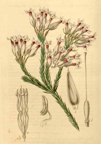 Reproducción/Reproduction 35210239236: Curtis's botanical magazine.. London ; New York [etc.] :Academic Press [etc.]