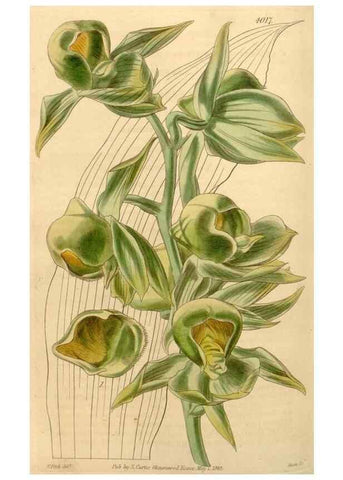 Reproducción/Reproduction 35210242616: Curtis's botanical magazine.. London ; New York [etc.] :Academic Press [etc.]