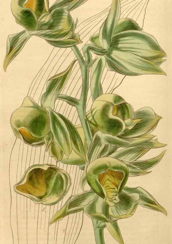 Reproducción/Reproduction 35210242616: Curtis's botanical magazine.. London ; New York [etc.] :Academic Press [etc.]