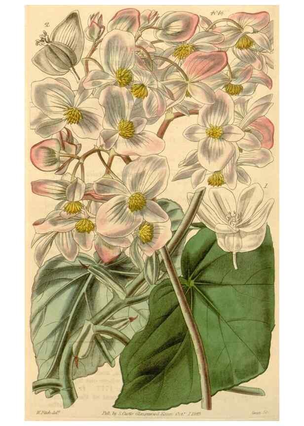 Reproducción/Reproduction 35210310016: Curtis's botanical magazine.. London ; New York [etc.] :Academic Press [etc.]