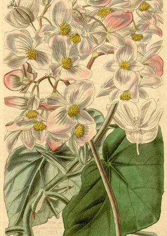Reproducción/Reproduction 35210310016: Curtis's botanical magazine.. London ; New York [etc.] :Academic Press [etc.]