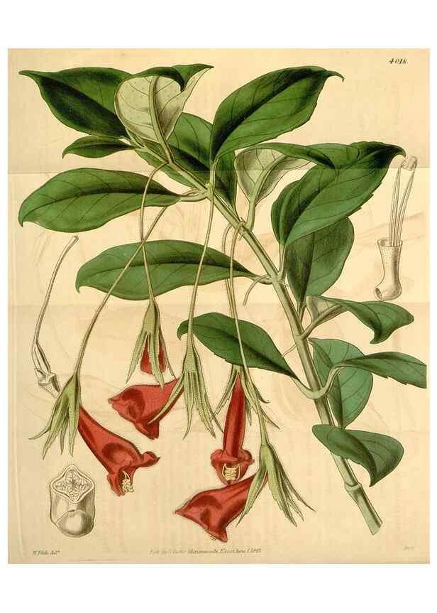 Reproducción/Reproduction 35210244846: Curtis's botanical magazine.. London ; New York [etc.] :Academic Press [etc.]
