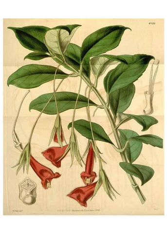 Reproducción/Reproduction 35210244846: Curtis's botanical magazine.. London ; New York [etc.] :Academic Press [etc.]