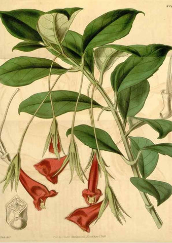 Reproducción/Reproduction 35210244846: Curtis's botanical magazine.. London ; New York [etc.] :Academic Press [etc.]