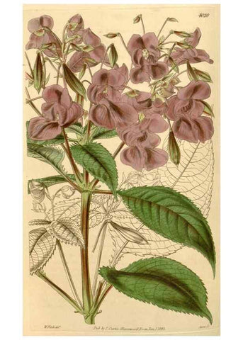 Reproducción/Reproduction 35120373231: Curtis's botanical magazine.. London ; New York [etc.] :Academic Press [etc.]