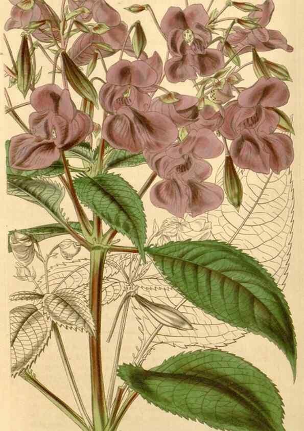 Reproducción/Reproduction 35120373231: Curtis's botanical magazine.. London ; New York [etc.] :Academic Press [etc.]
