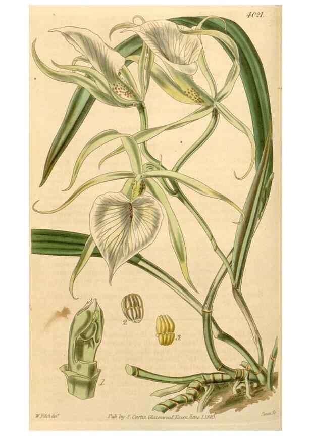 Reproducción/Reproduction 35120376271: Curtis's botanical magazine.. London ; New York [etc.] :Academic Press [etc.]