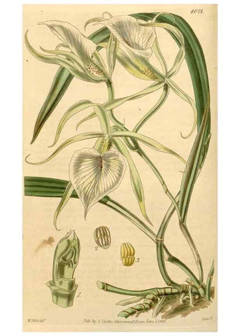 Reproducción/Reproduction 35120376271: Curtis's botanical magazine.. London ; New York [etc.] :Academic Press [etc.]