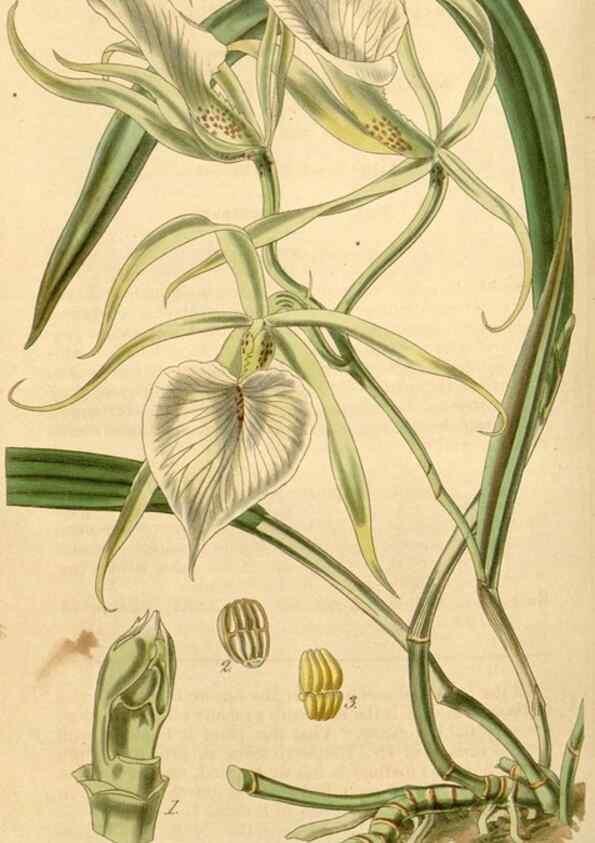 Reproducción/Reproduction 35120376271: Curtis's botanical magazine.. London ; New York [etc.] :Academic Press [etc.]