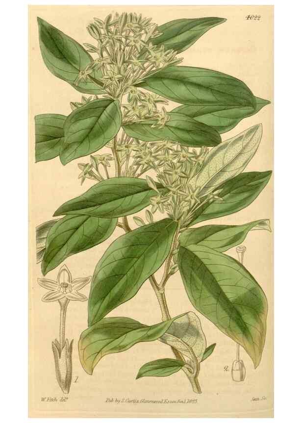 Reproducción/Reproduction 35120378141: Curtis's botanical magazine.. London ; New York [etc.] :Academic Press [etc.]