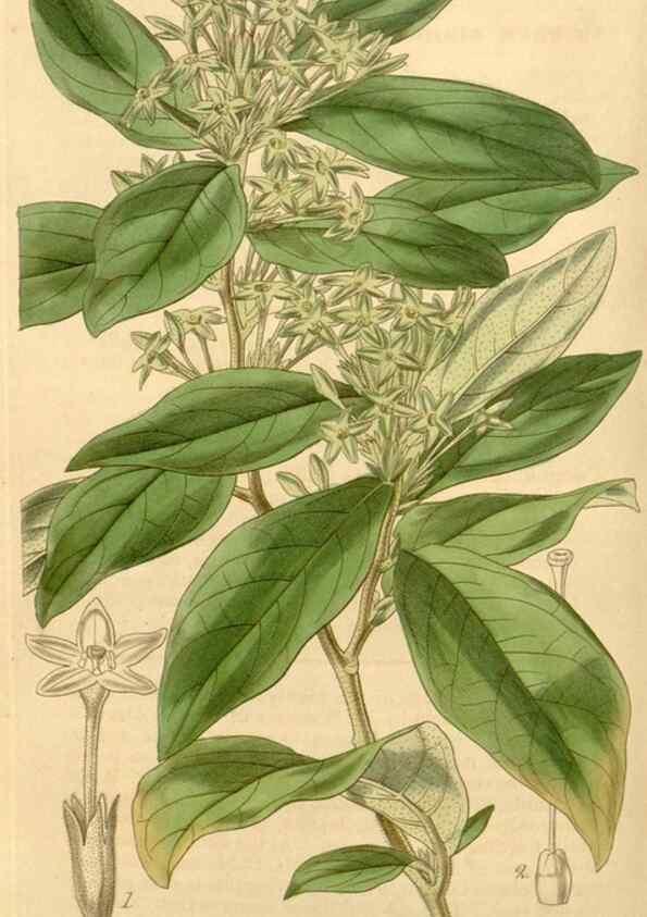 Reproducción/Reproduction 35120378141: Curtis's botanical magazine.. London ; New York [etc.] :Academic Press [etc.]