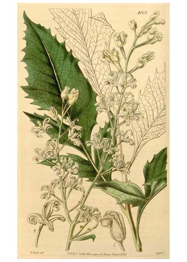 Reproducción/Reproduction 35120380501: Curtis's botanical magazine.. London ; New York [etc.] :Academic Press [etc.]
