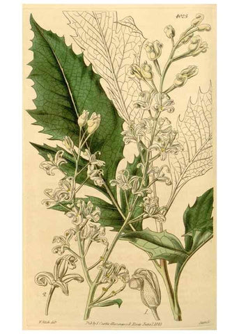 Reproducción/Reproduction 35120380501: Curtis's botanical magazine.. London ; New York [etc.] :Academic Press [etc.]