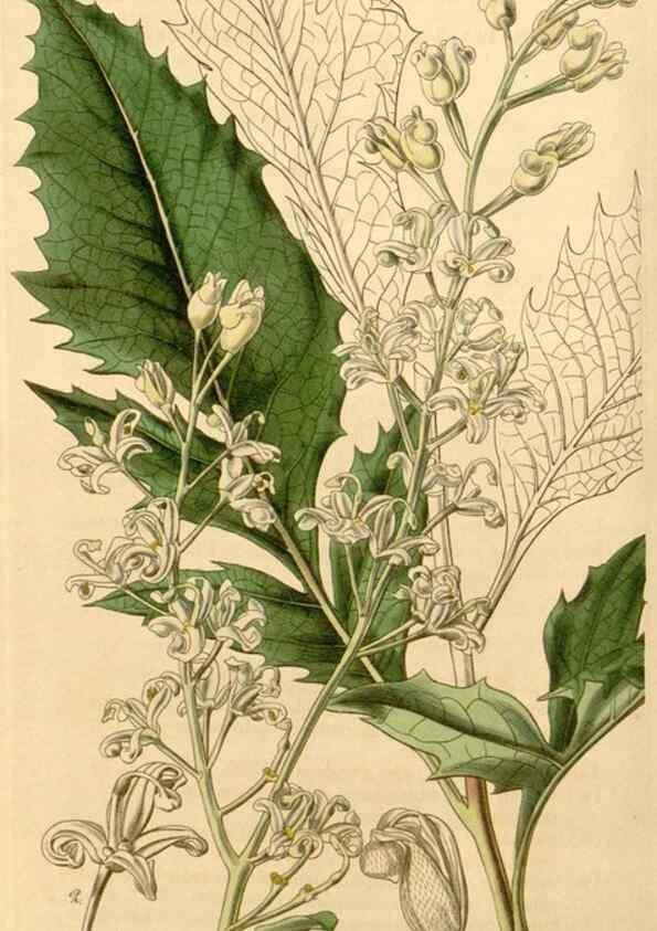 Reproducción/Reproduction 35120380501: Curtis's botanical magazine.. London ; New York [etc.] :Academic Press [etc.]