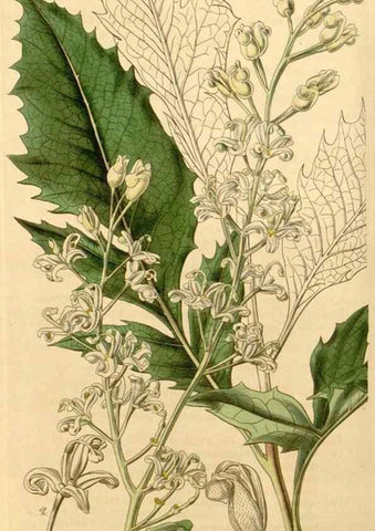 Reproducción/Reproduction 35120380501: Curtis's botanical magazine.. London ; New York [etc.] :Academic Press [etc.]