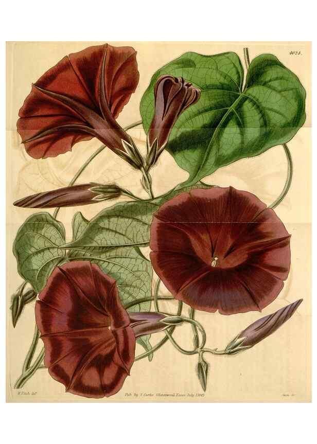 Reproducción/Reproduction 35210259826: Curtis's botanical magazine.. London ; New York [etc.] :Academic Press [etc.]