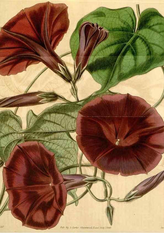 Reproducción/Reproduction 35210259826: Curtis's botanical magazine.. London ; New York [etc.] :Academic Press [etc.]