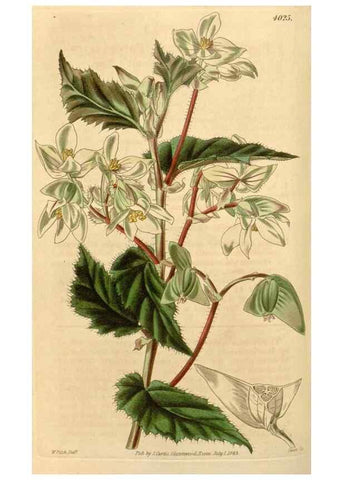 Reproducción/Reproduction 35210261466: Curtis's botanical magazine.. London ; New York [etc.] :Academic Press [etc.]