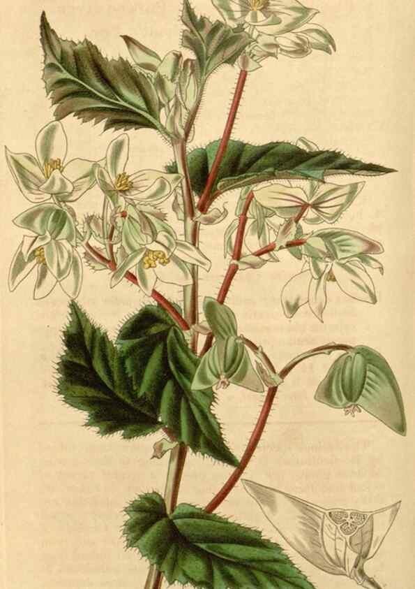 Reproducción/Reproduction 35210261466: Curtis's botanical magazine.. London ; New York [etc.] :Academic Press [etc.]
