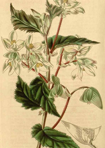 Reproducción/Reproduction 35210261466: Curtis's botanical magazine.. London ; New York [etc.] :Academic Press [etc.]
