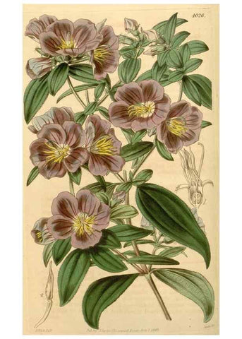 Reproducción/Reproduction 35210263256: Curtis's botanical magazine.. London ; New York [etc.] :Academic Press [etc.]