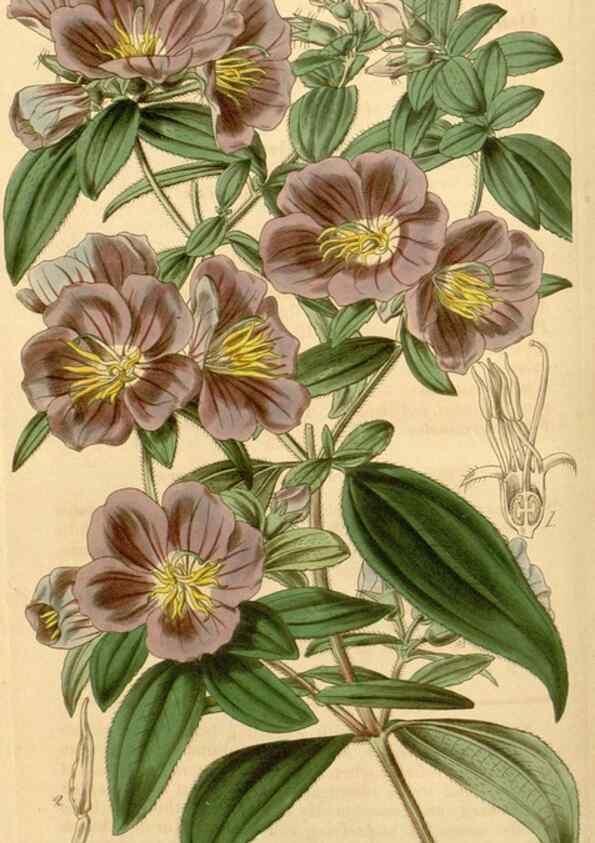 Reproducción/Reproduction 35210263256: Curtis's botanical magazine.. London ; New York [etc.] :Academic Press [etc.]