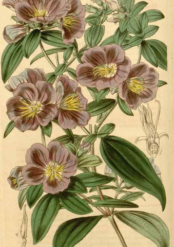 Reproducción/Reproduction 35210263256: Curtis's botanical magazine.. London ; New York [etc.] :Academic Press [etc.]