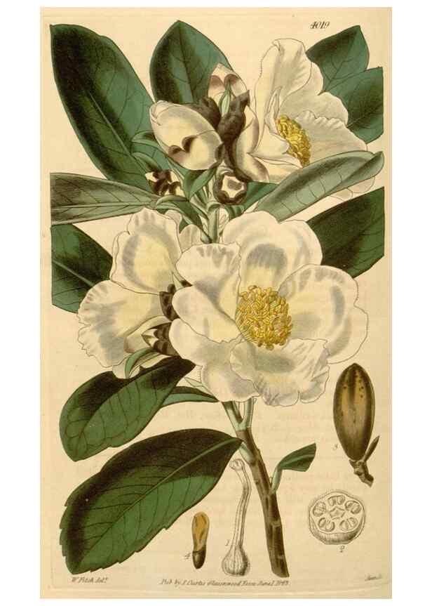 Reproducción/Reproduction 35210247206: Curtis's botanical magazine.. London ; New York [etc.] :Academic Press [etc.]