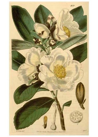 Reproducción/Reproduction 35210247206: Curtis's botanical magazine.. London ; New York [etc.] :Academic Press [etc.]