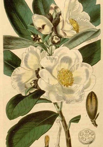 Reproducción/Reproduction 35210247206: Curtis's botanical magazine.. London ; New York [etc.] :Academic Press [etc.]