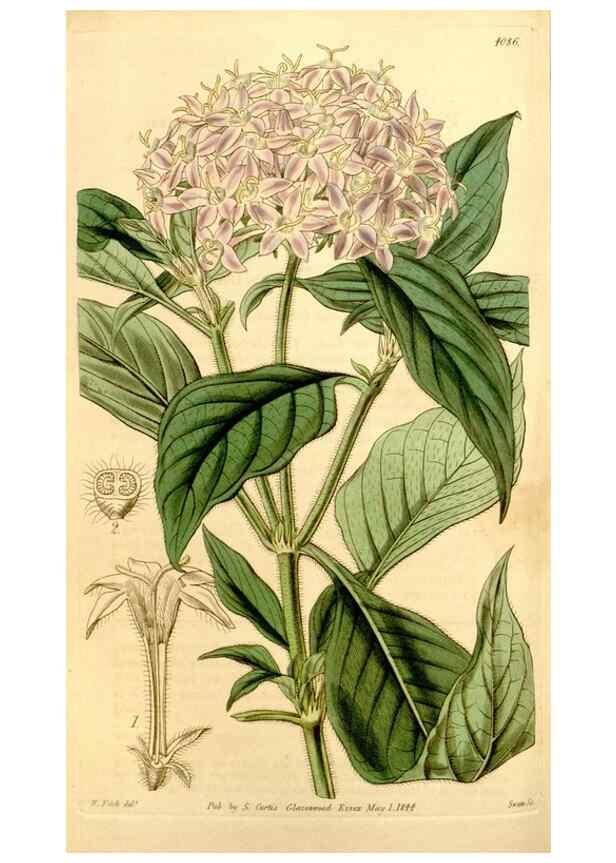 Reproducción/Reproduction 35084995332: Curtis's botanical magazine.. London ; New York [etc.] :Academic Press [etc.]