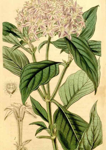 Reproducción/Reproduction 35084995332: Curtis's botanical magazine.. London ; New York [etc.] :Academic Press [etc.]